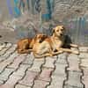 Donna sucht ein Zuhause / Pflegestelle