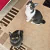 Cleo und Mia  zwei kleine Schnurrwunder