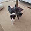 Cleo und Mia  zwei kleine Schnurrwunder