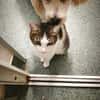 Soziale, liebe Katze Ria