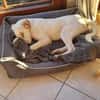 Kilian - sucht ein lebenslanges geborgenes Foreverhome