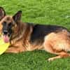 Xsara sucht ein liebevolles Zuhause