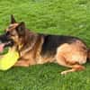 Xsara sucht ein liebevolles Zuhause