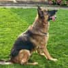 Xsara sucht ein liebevolles Zuhause