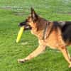 Xsara sucht ein liebevolles Zuhause