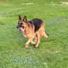 Xsara sucht ein liebevolles Zuhause