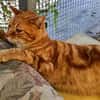 anhänglicher Kater Guille
