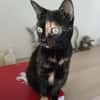 Schmusemaus Eileen sucht als Einzelkatze