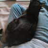 Schmusemaus Eileen sucht als Einzelkatze