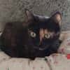 Schmusemaus Eileen sucht als Einzelkatze