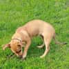 ☀Sunny  kleines Hundemädchen sucht ihr großes Glück☀