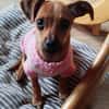 ☀Sunny  kleines Hundemädchen sucht ihr großes Glück☀