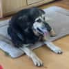 Suela sucht ein ruhiges Zuhause als Einzelhund