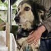 Suela sucht ein ruhiges Zuhause als Einzelhund