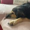 Suela sucht ein ruhiges Zuhause als Einzelhund