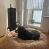 Suela sucht ein ruhiges Zuhause als Einzelhund