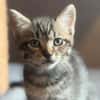 BIG MAC  DER KLEINE WUNDER-BABY-KATER