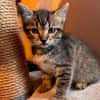 BIG MAC  DER KLEINE WUNDER-BABY-KATER