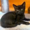 KRÜMEL  DIE SÜSSE-BABY-KATZE SUCHT ZUHAUSE