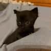 KRÜMEL  DIE SÜSSE-BABY-KATZE SUCHT ZUHAUSE