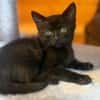 KRÜMEL  DIE SÜSSE-BABY-KATZE SUCHT ZUHAUSE