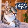 ***Schmusekatze META!***
