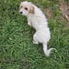 MIA ... fast noch Welpe und auf der Suche