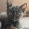 SPEEDY  DIE ZAUBERHAFTE WUNDER-BABY-KATZE