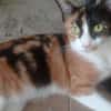 liebe Katze Luz