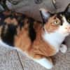 liebe Katze Luz