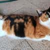 liebe Katze Luz