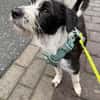 Jimmy auf PS in 21763 Neuenkirchen sucht Körbchen