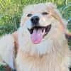 Familienhund Ricky bei Bielefeld.