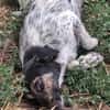 BELLA ... Körbchen auf Lebenszeit gesucht