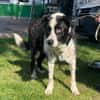 Lucky lieber Senior su. sein erstes Zuhause