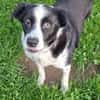 Lucky lieber Senior su. sein erstes Zuhause