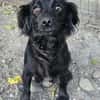 AYLA ... kleine, zarte Hündin sucht Familie