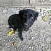 AYLA ... kleine, zarte Hündin sucht Familie