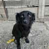 AYLA ... kleine, zarte Hündin sucht Familie