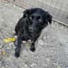 AYLA ... kleine, zarte Hündin sucht Familie