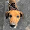 Bolle - Lustiger Dackel-Mix sucht