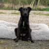 Noir sucht liebevolles Zuhause...