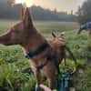 Roy2, lernbegeistert,  sucht Zuhause - neue Fotos!!!
