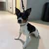 JUMPY PAA24476