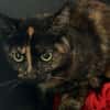 BARBELLE