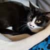 DUCHESSE