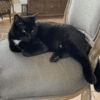 MERLIN