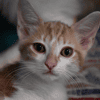 ASTRO "en cours de d'adoption"