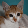 CLOVER (en cours d'adoption)