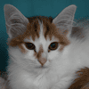 Astre (en cours d'adoption)